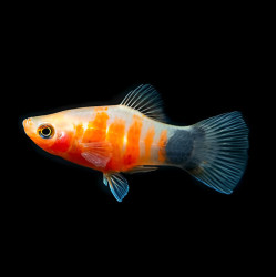 Tiger mickey mouse Platy