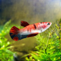 Koi Betta - Female