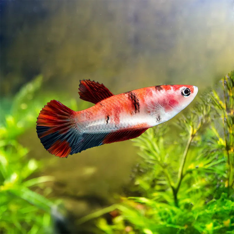 Koi Betta - Female