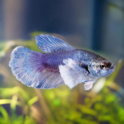 Dumbo Betta - Female