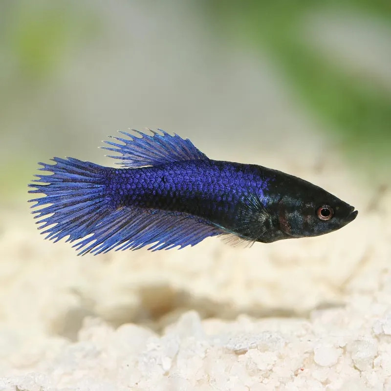 Crowntail Betta - Female