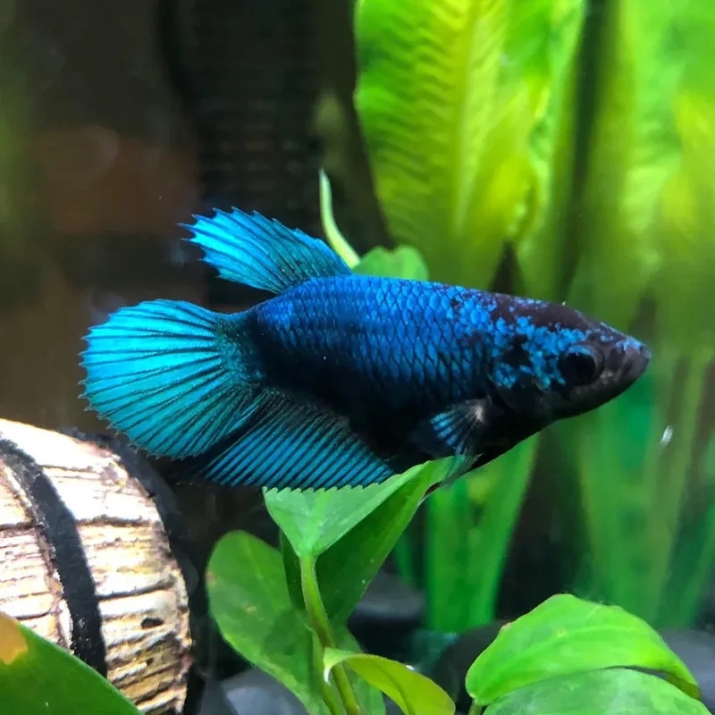 Veiltail Betta - Female