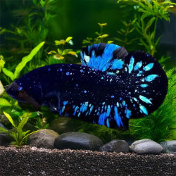 BETTA-BLACK STAR BETTA MALE M 5 CM