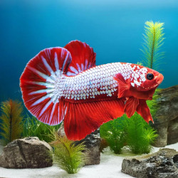 Hellboy Betta - Male