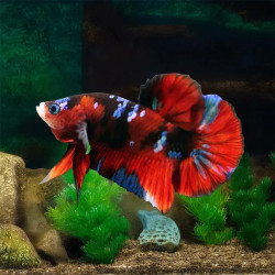 BETTA-HALFMOON GALAXY BETTA MALE XL 2.5 INCH