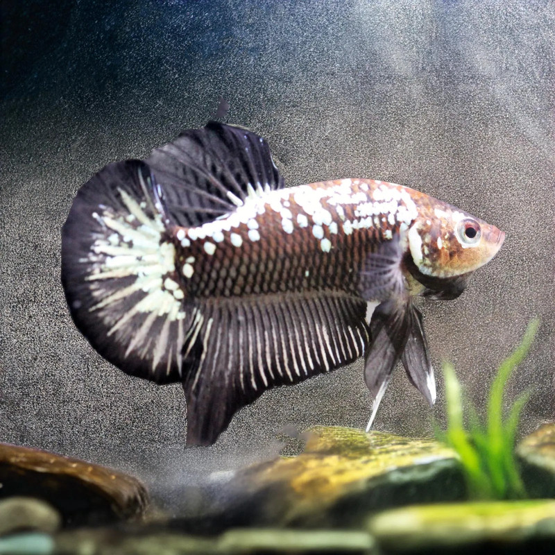 BETTA-SAMURAI