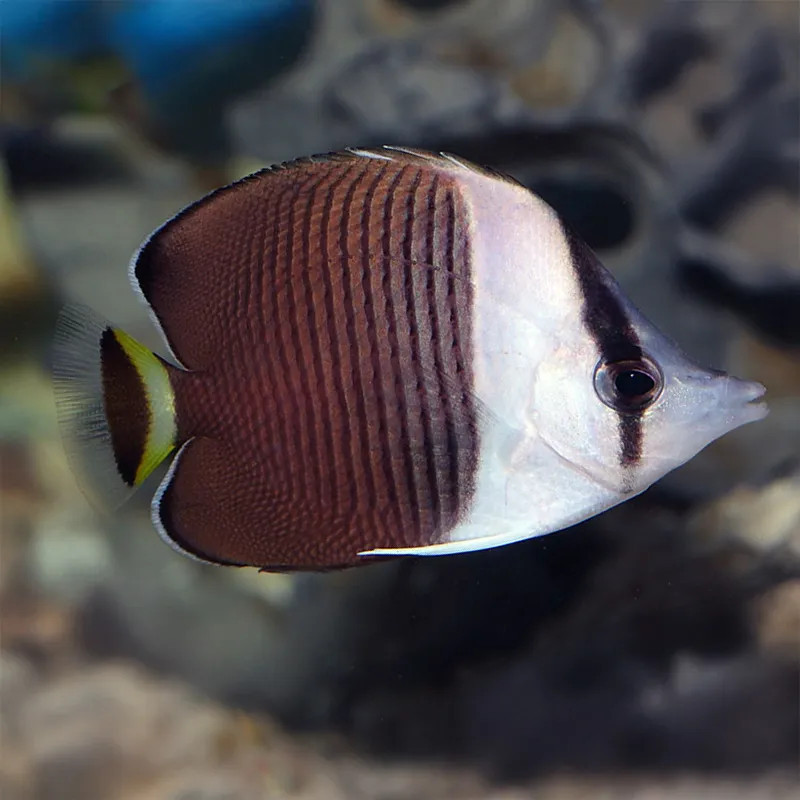 White Faced Butterflyfish