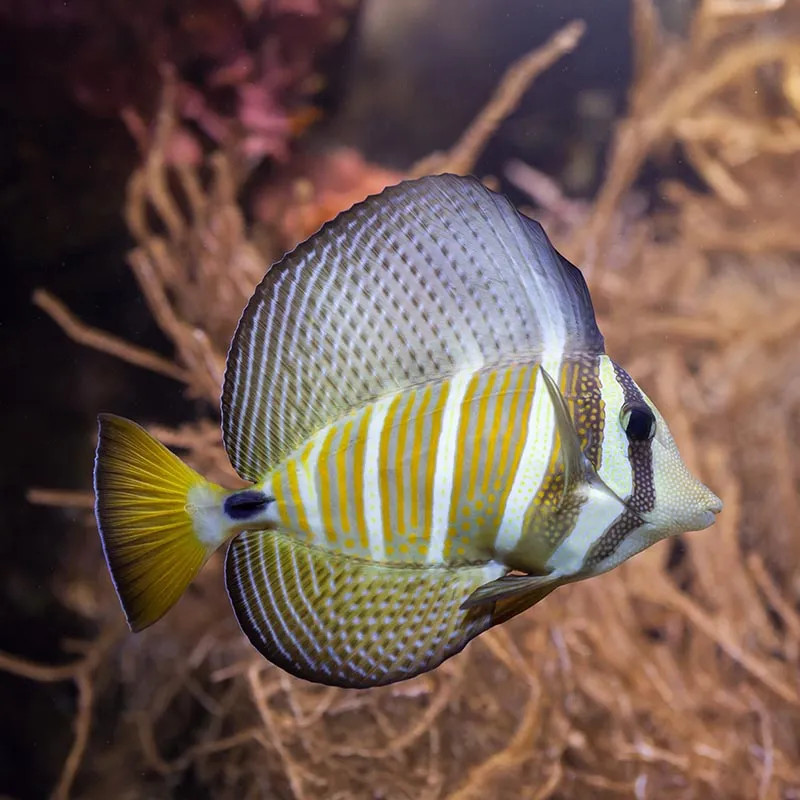 Desjardin’s Sailfin Tang