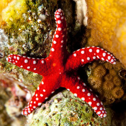 Ghardaqa sea star