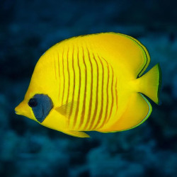 Golden Semilarvatus Butterflyfish - Medium