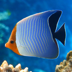 Orange face butterflyfish