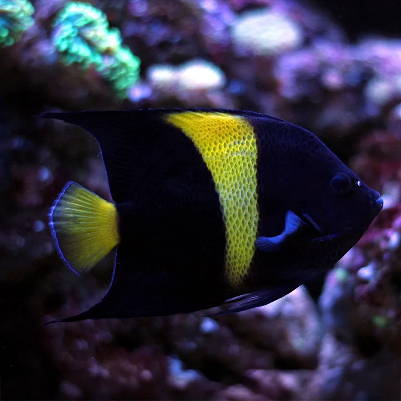 Arabian Angelfish, Small