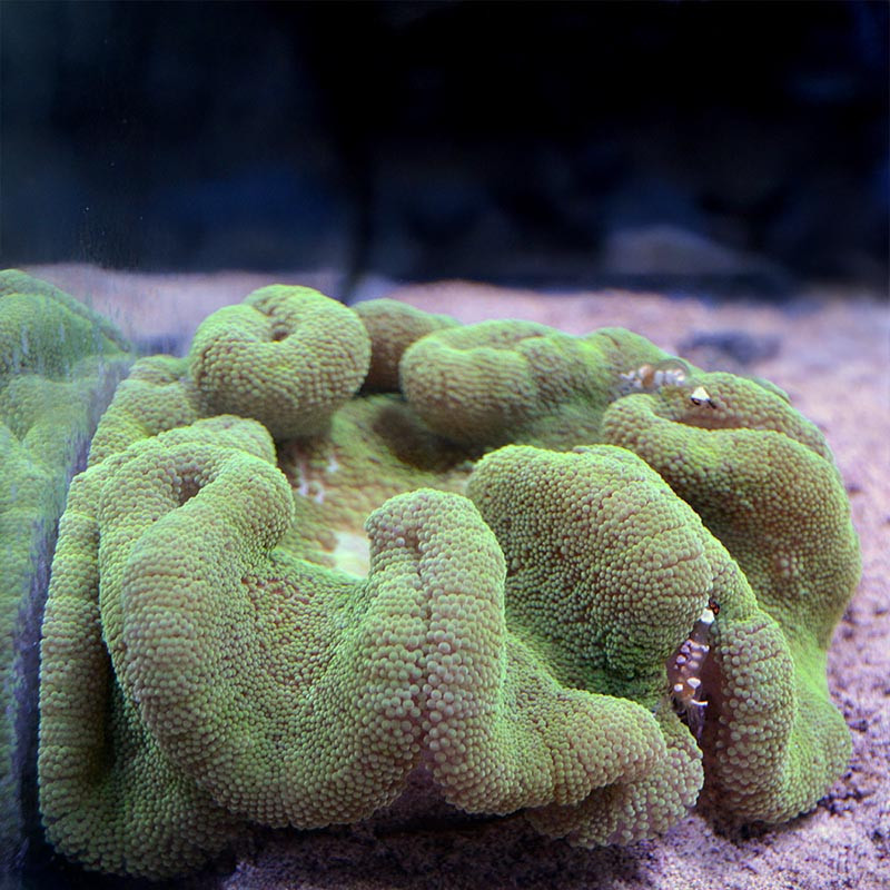 Ordinary Carpet anemone (Grey Green)