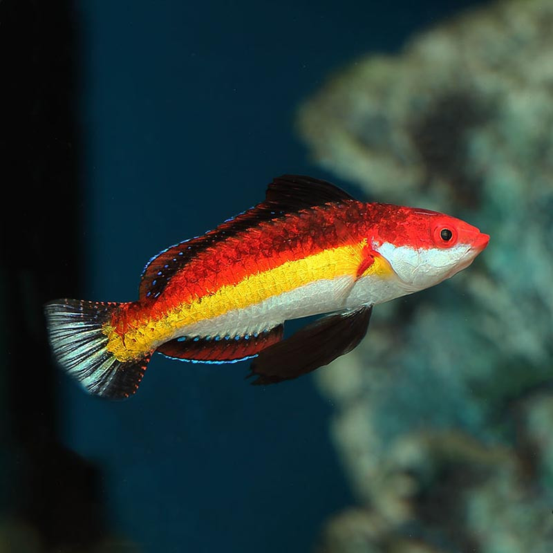 Naoko's fairy wrasse