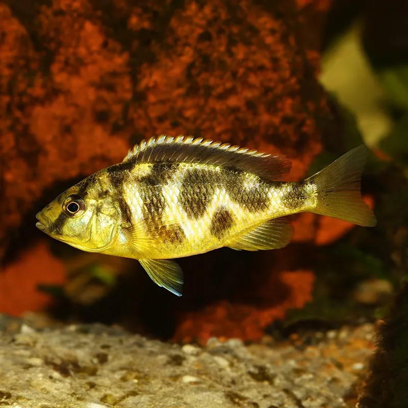 VENUSTUS CICHLID