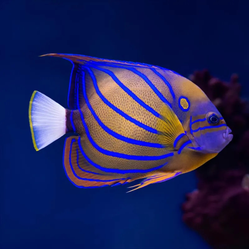 Blue Ring Angelfish - Adult, Small