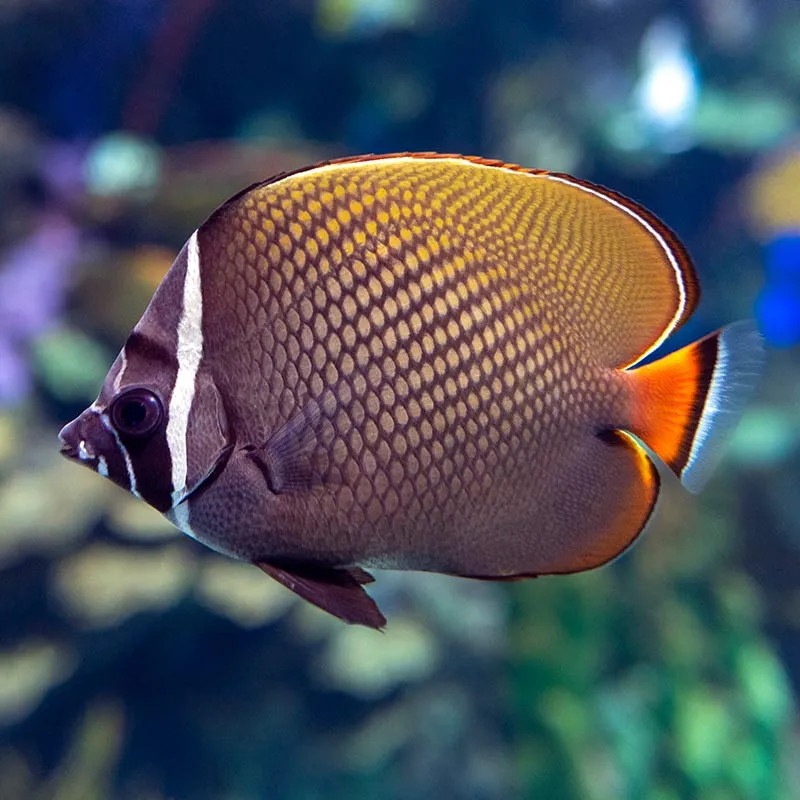 Pakistan Butterflyfish