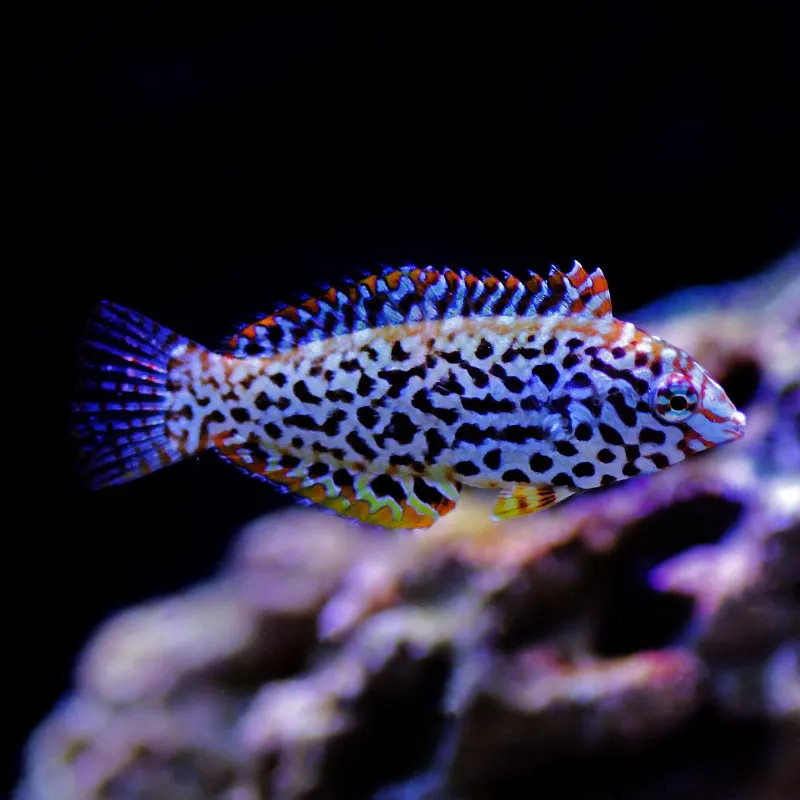 Leopard Wrasse