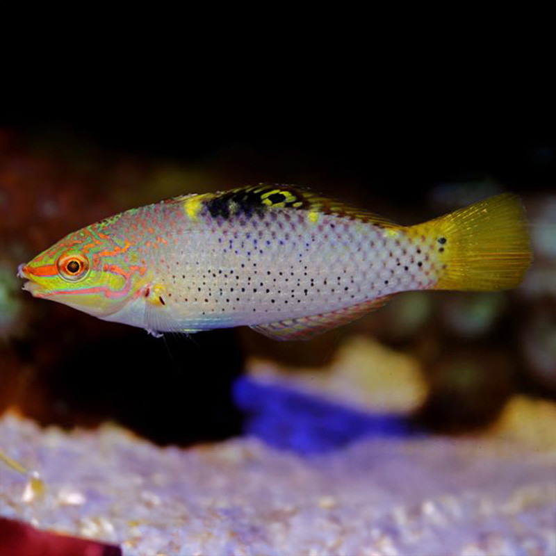 Marble wrasse