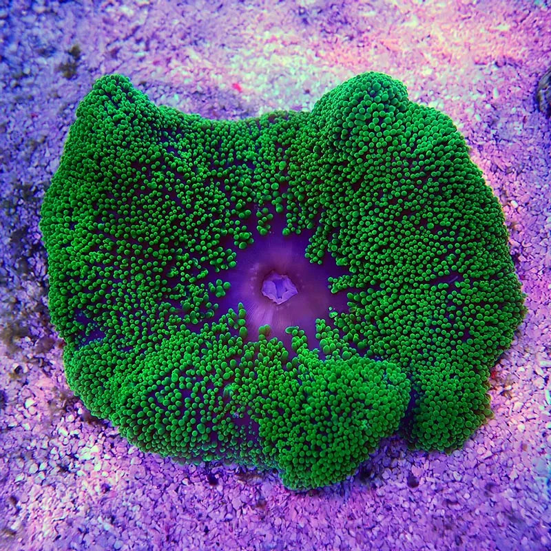 Green carpet anemone