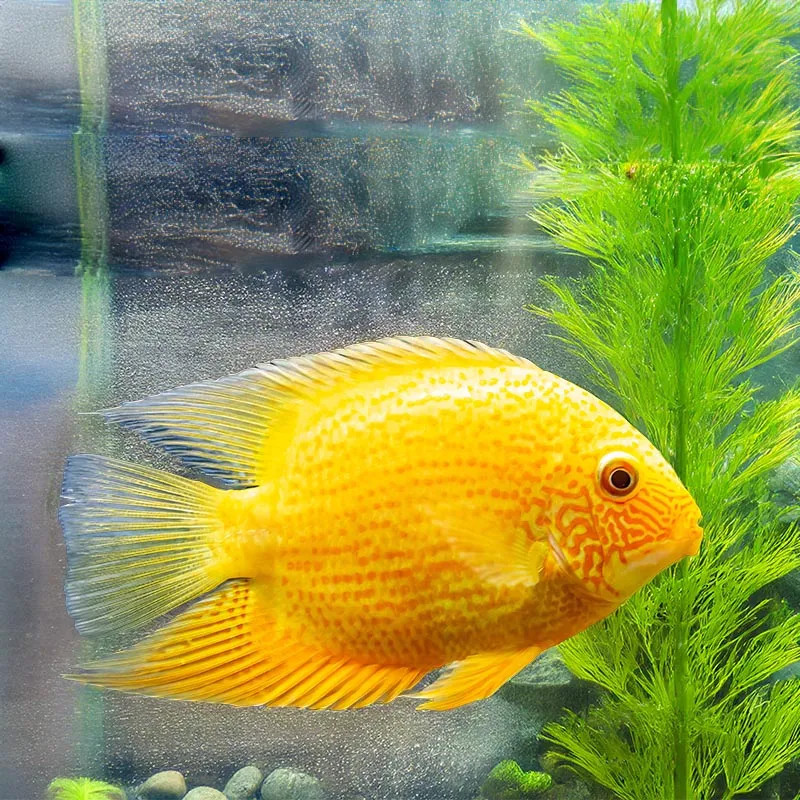 Gold severum Cichlid