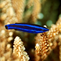 Fourline Cleaner Wrasse