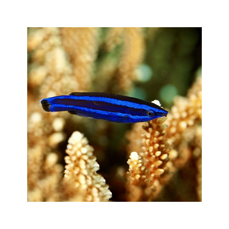 Fourline Cleaner Wrasse