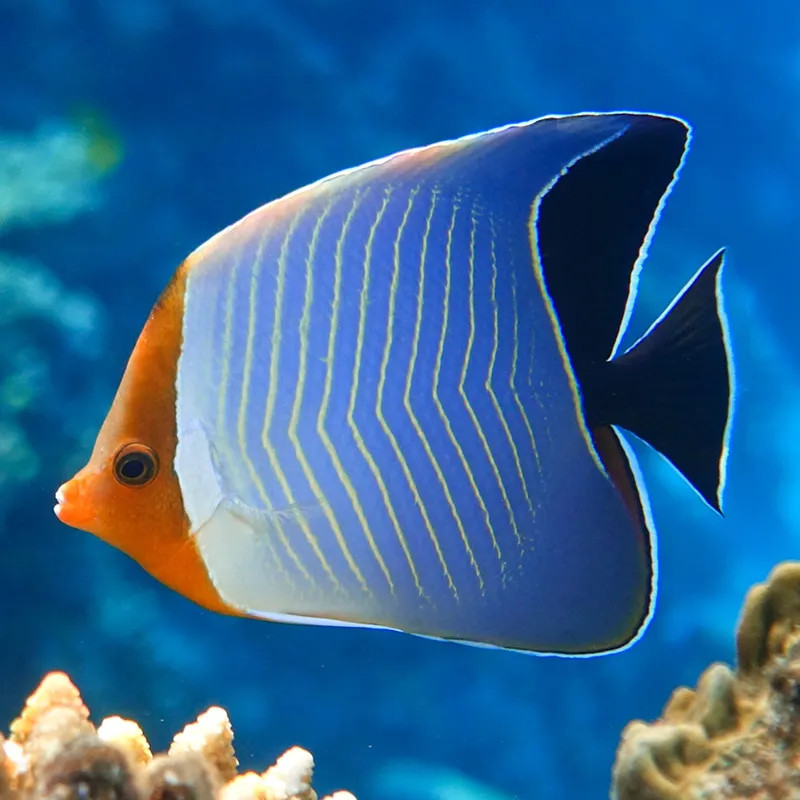 Red Face Butterflyfish