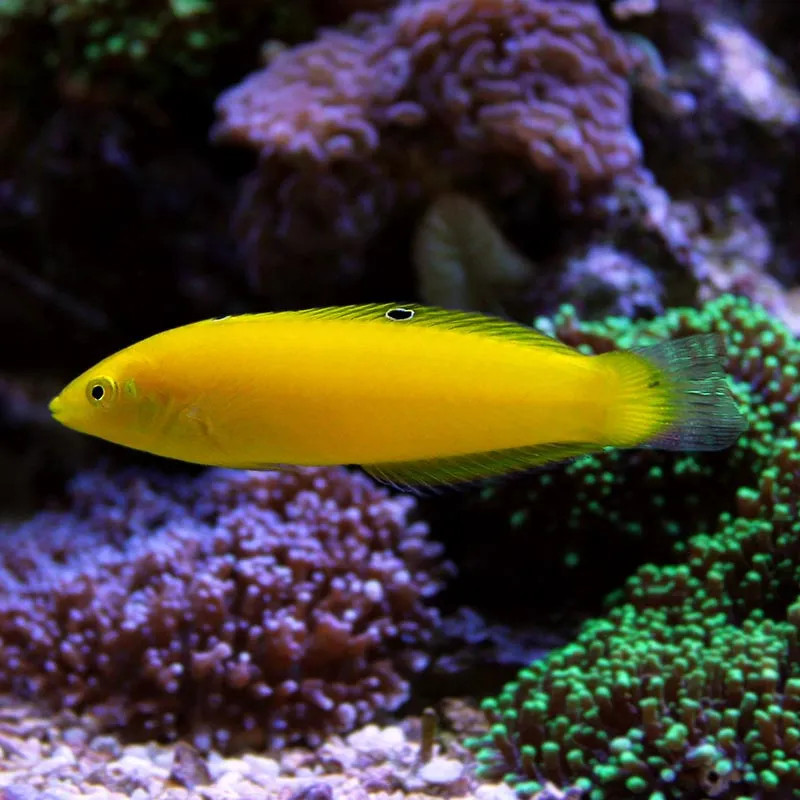 Yellow Wrasse