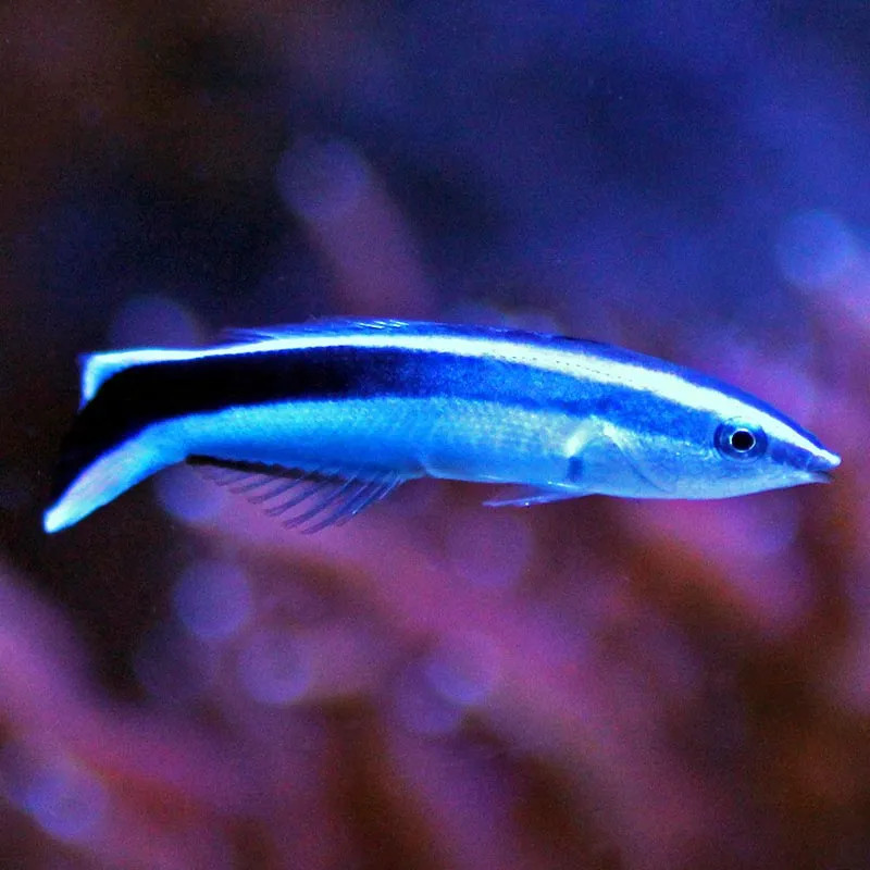 Bluestreak Cleaner Wrasse