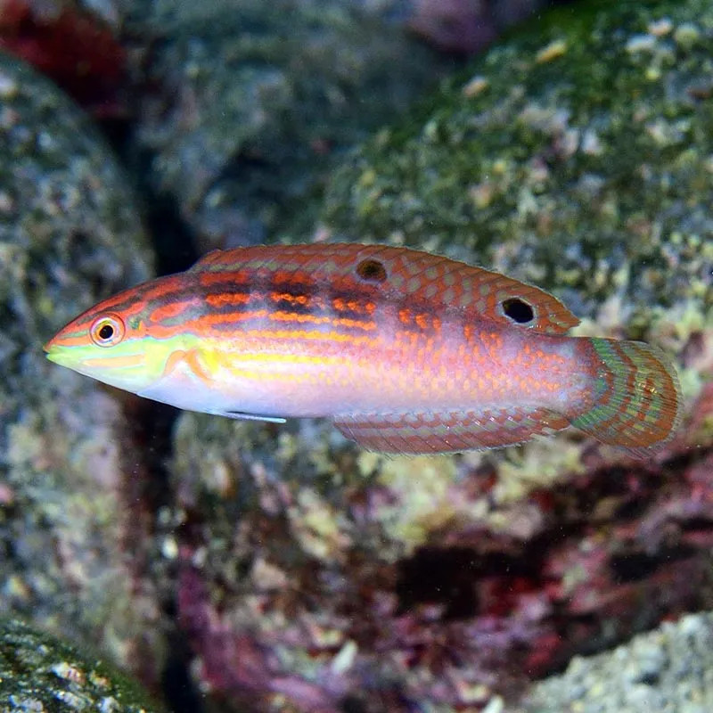 Red Line Wrasse