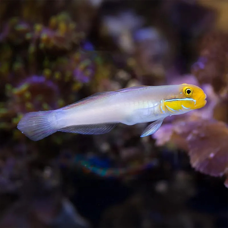 Golden Head Goby