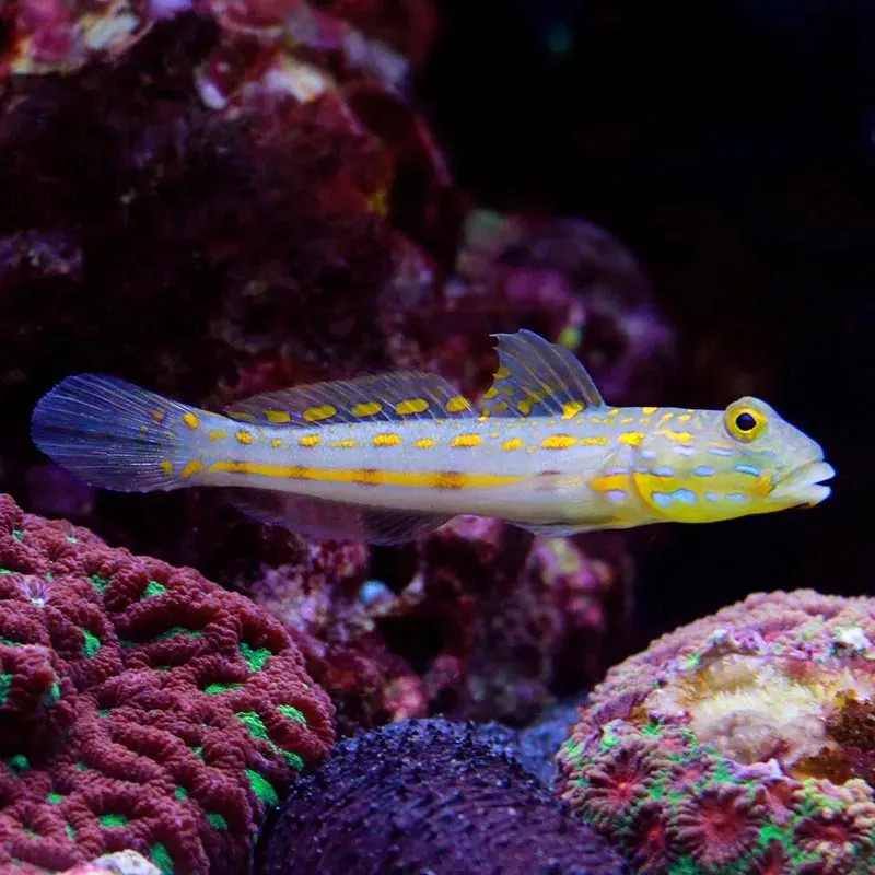 Diamond watchman goby