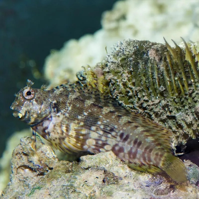 Sailfin/Algae Blenny