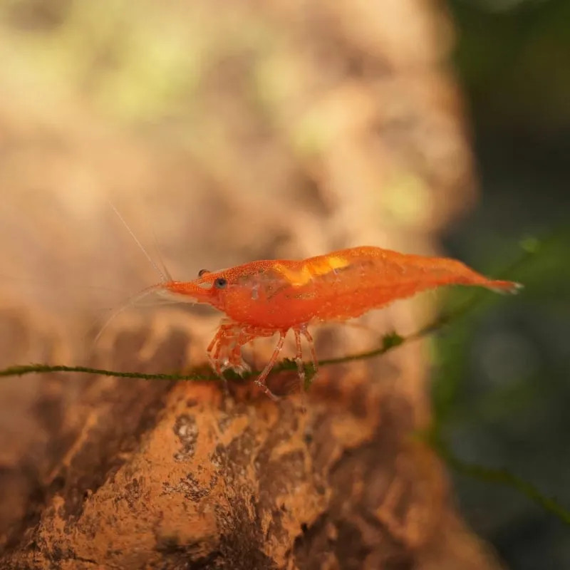 Orange Sakura Shrimp