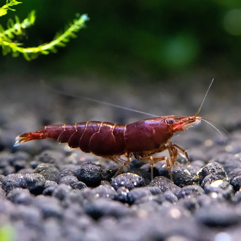 Chocolate Cherry Shrimp