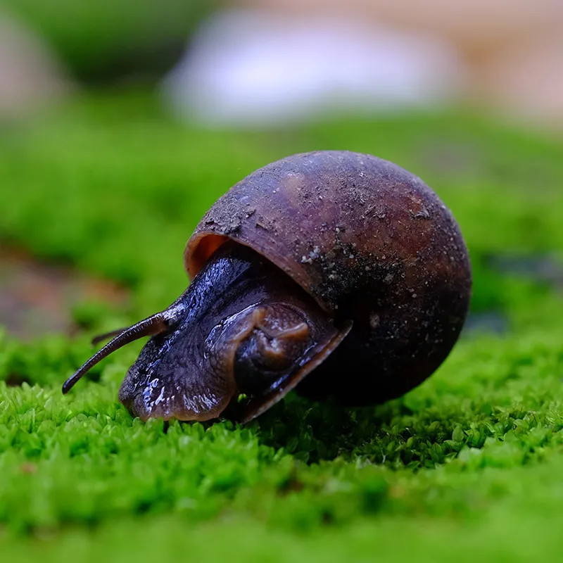 Margarita Snail Black