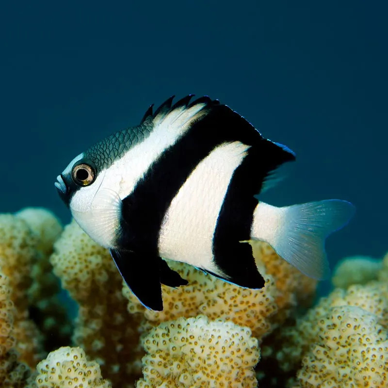 Three Stripe Damselfish (Indonesia) - Medium