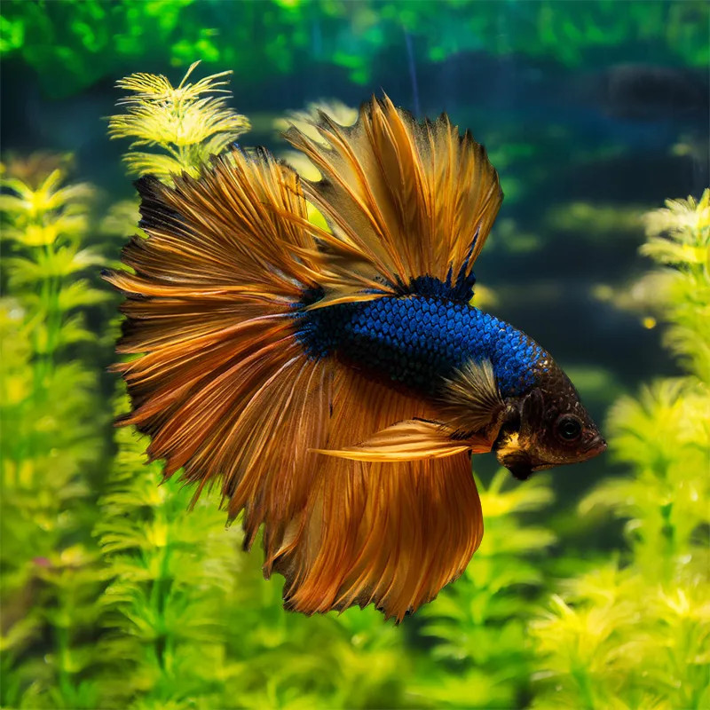 Royal Blue Mustard Betta - Male