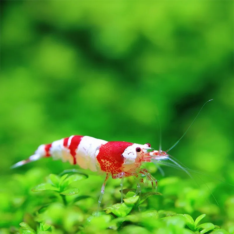 SHRIMP-RED AND WHITE