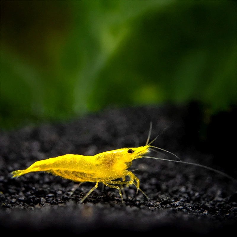 Gold Back Yellow Fire Shrimp