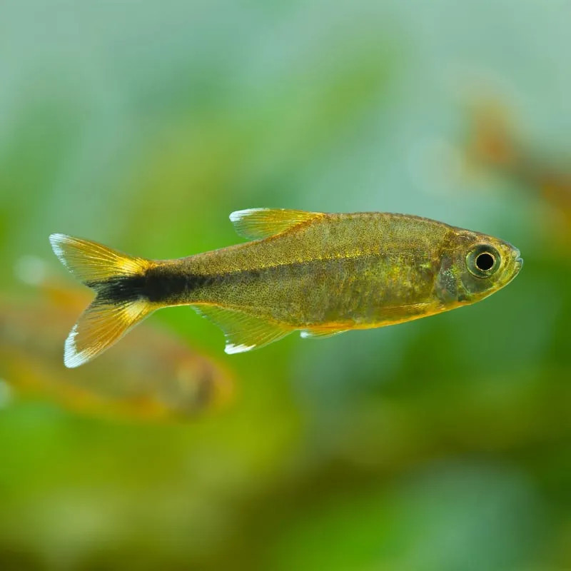 Silver Tip Tetra