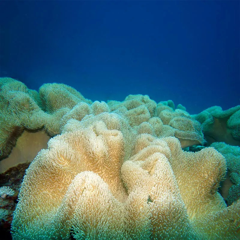 CARPET ANEMONE