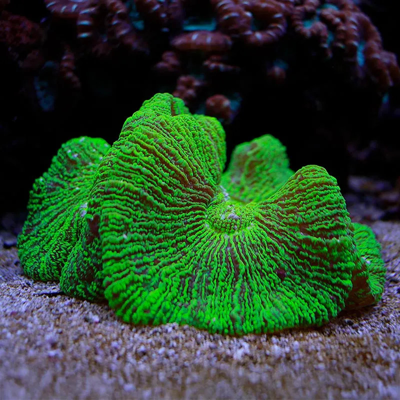 Haddons Carpet Anemone