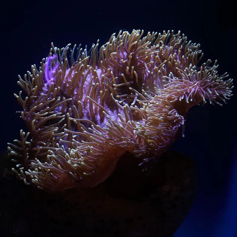 Ritteri Anemone