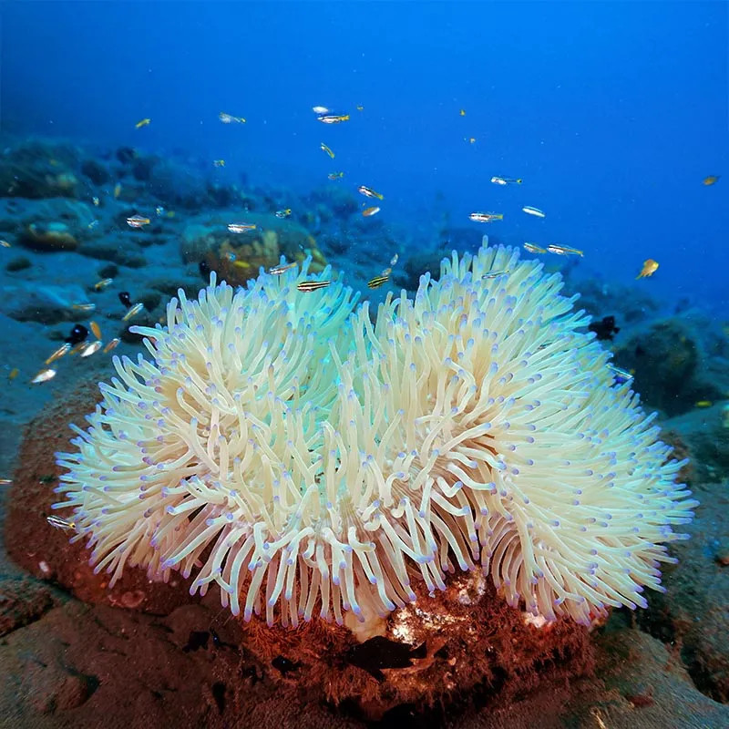 Sand Anemone