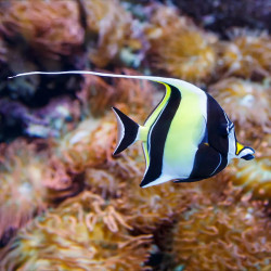 Moorish Idol - Large