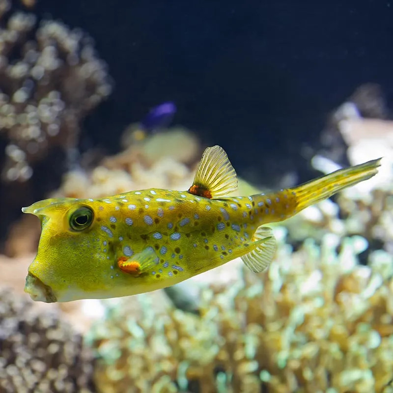 Longhorn Cowfish