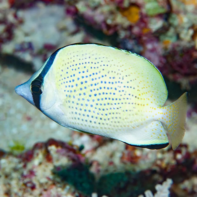 Citron Butterfly Cheatodon