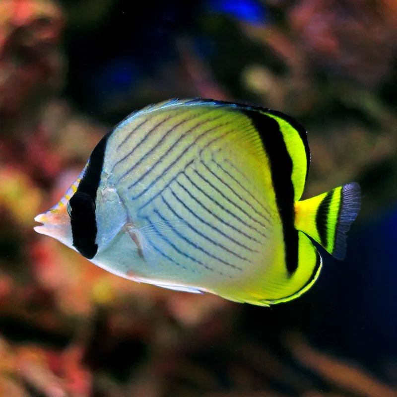 Vagabond Butterflyfish - Large